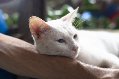 Blue-eyed white adult cat resting on his friend's arm. sao joaquim fair, salvador, bahia, brazil.