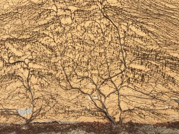 Bare tree