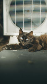 Portrait of cat relaxing on window