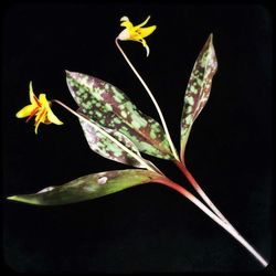 Close-up of yellow flower against black background