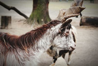 Close-up of horse