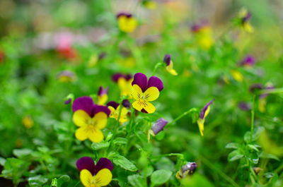Close-up of purple flowering plants