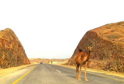View of horse on road against clear sky