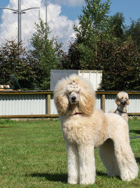 View of dog on field against trees