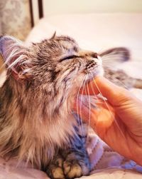 Close-up of a cat with eyes closed