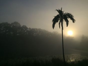 Sun shining through trees