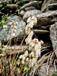 Close-up of wilted flower on field