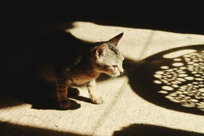 Close-up of cat