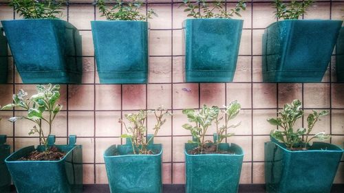 Potted plant on wall