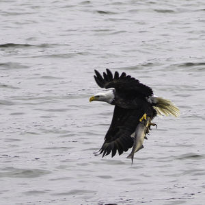 Bird flying over the sea