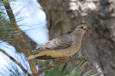 Close-up of bird perching on branch