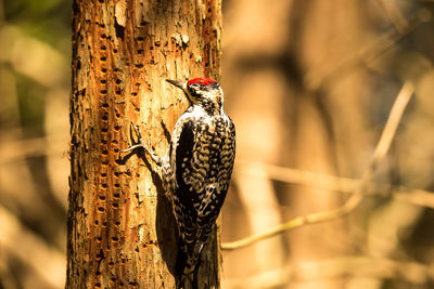 Close-up of bird perching on tree trunk