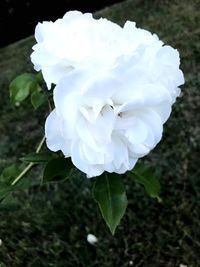 Close-up of white flower blooming outdoors