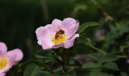 Close-up of insect on pink flower