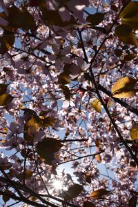 Low angle view of cherry blossoms against sky