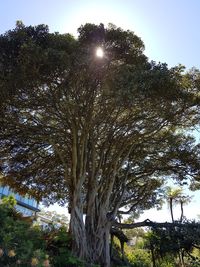 Trees against clear sky