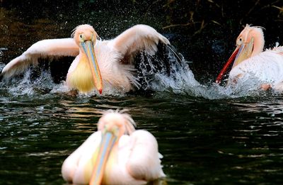 View of ducks swimming in lake