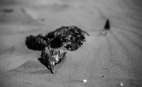 Close-up of dead bird on sand