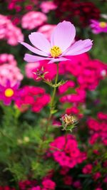 Close-up of pink cosmos flowers blooming outdoors