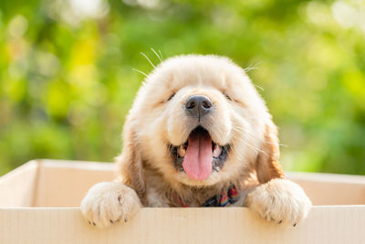 Little cute puppy golden retriever standing in cardboard box on green nature blur background