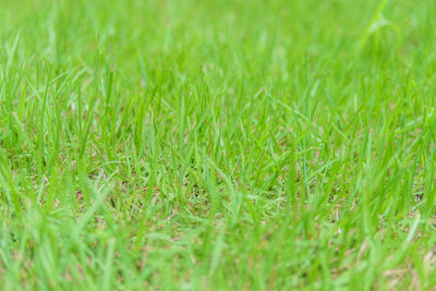 Close-up of grass on field