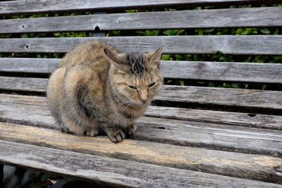 Cat on wooden floor