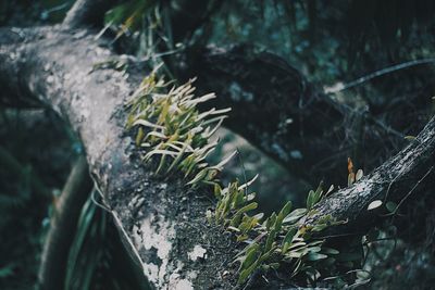 Close-up of plant growing on tree trunk