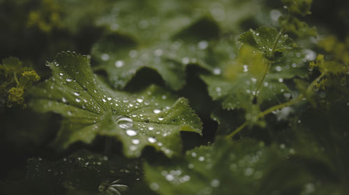 Close-up of raindrops on leaf