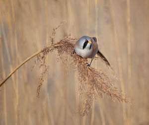 Close-up of bird perching on a plant