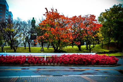 Flower trees in park against sky