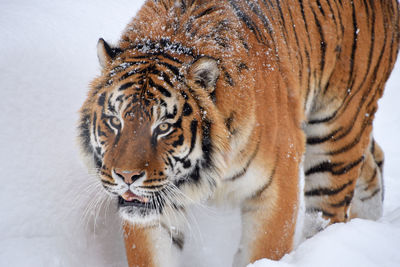Close-up of a cat in snow