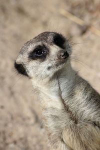 Close-up of meerkat