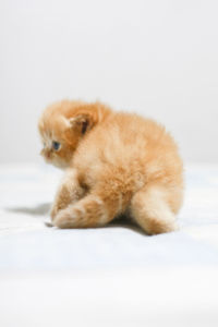 Close-up of dog against white background