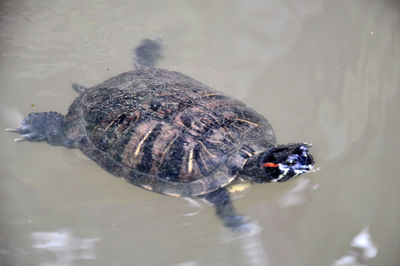 High angle view of turtle swimming in lake