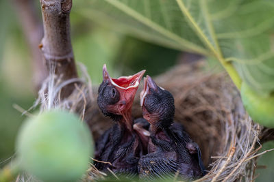 Close-up of birds in nest