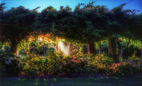 Illuminated trees against sky at night