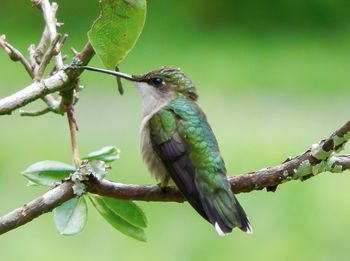 Close-up of green hummingbird perching on branch