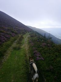 Dog on field against sky