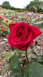 Close-up of red rose blooming outdoors