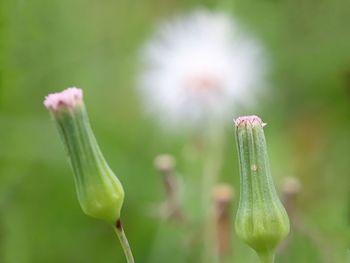 Close-up of flower bud