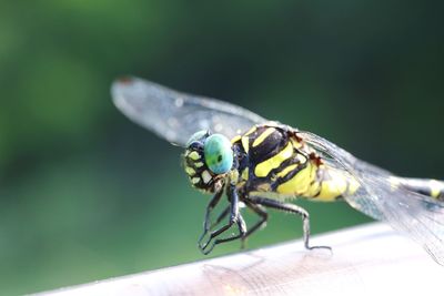 Close-up of dragonfly on plant