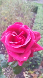 Close-up of rose blooming outdoors