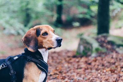 Dog looking away on field