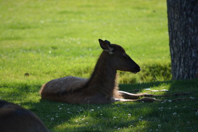 View of black cat on field