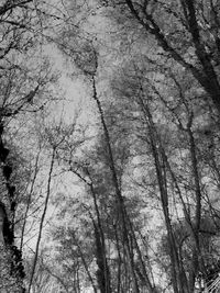 Low angle view of trees in forest