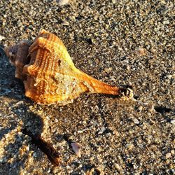 Close-up of crab on beach