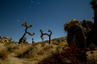 Joshua trees dance in the california desert  star filled skies with a full moon