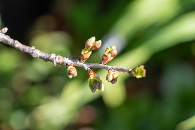 Close-up of flowering plant