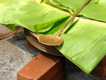 Close-up of plant