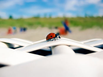 Close-up of ladybug